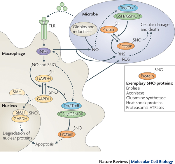 Protein And Cell Regulation By Oxidative Cysteine Modifications Benhar Lab