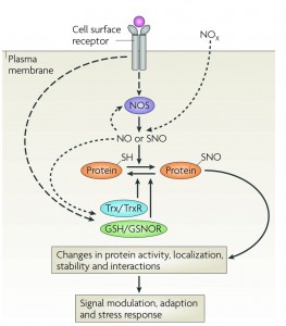 Protein nitrosylation and denitrosylation: enzymatic mechanisms and cellular functions